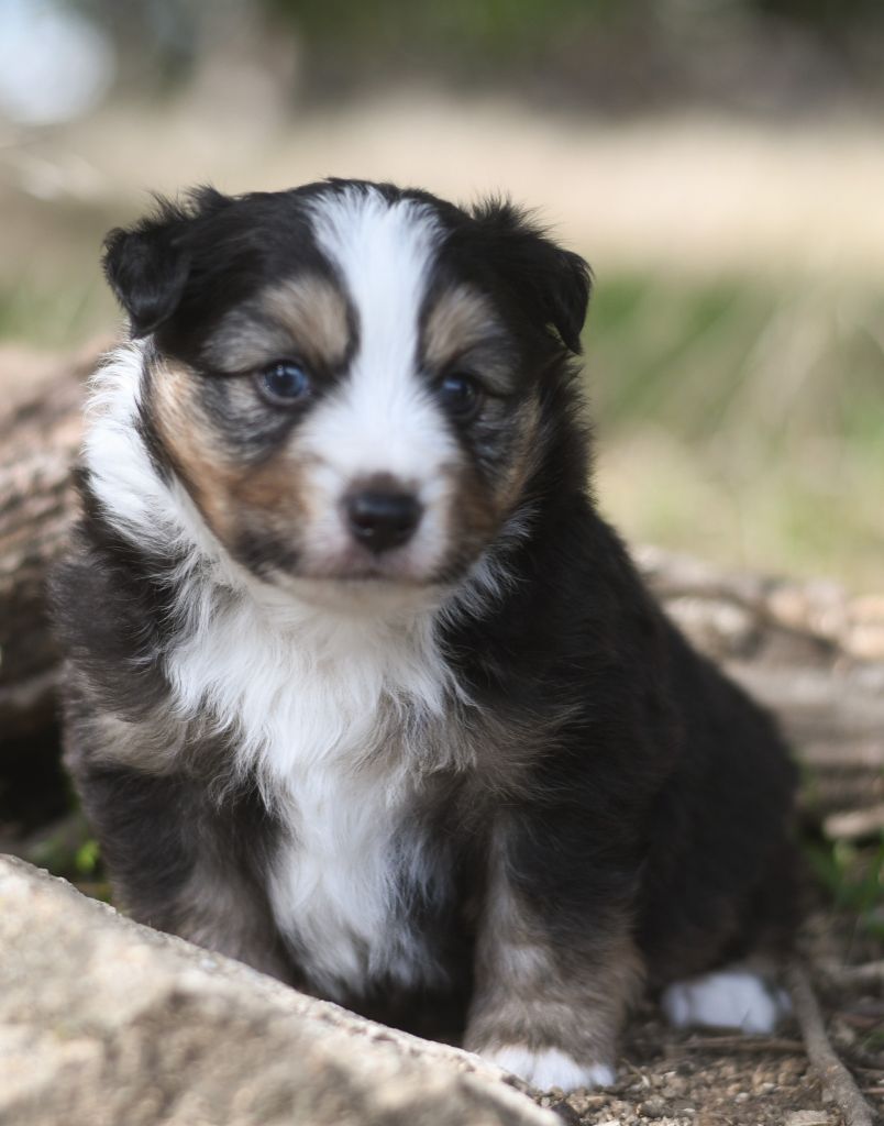 Des Quatre Vents Zen - Berger Américain Miniature  - Portée née le 05/09/2025