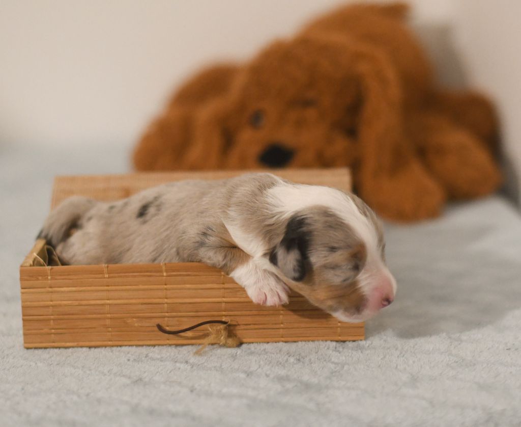 Des Quatre Vents Zen - Chiots disponibles - Berger Américain Miniature 