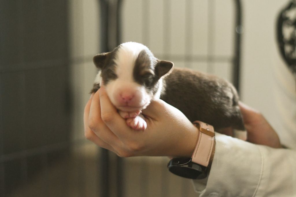 Des Quatre Vents Zen - Chiots disponibles - Berger Australien
