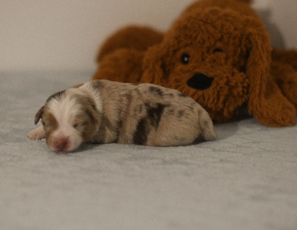 Des Quatre Vents Zen - Chiots disponibles - Berger Américain Miniature 