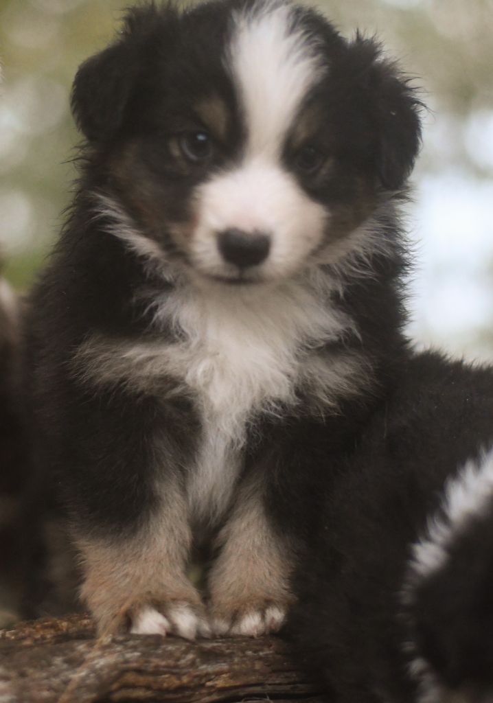 Des Quatre Vents Zen - Chiots disponibles - Berger Américain Miniature 