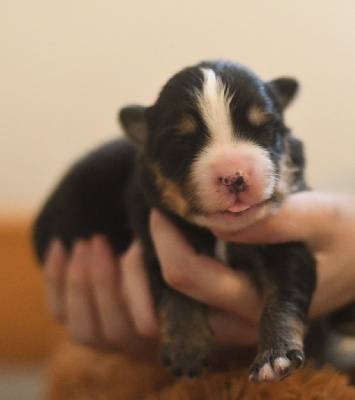 CHIOT 7