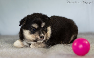 CHIOT 5