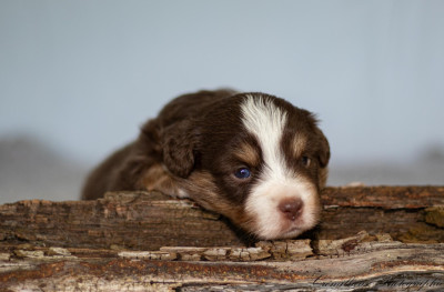 Chiot N°2