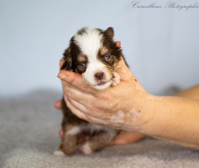 Chiot N°3
