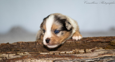 Chiot N°5