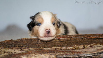 Chiot N°6