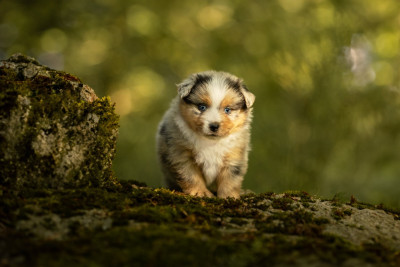 Chiot N°5