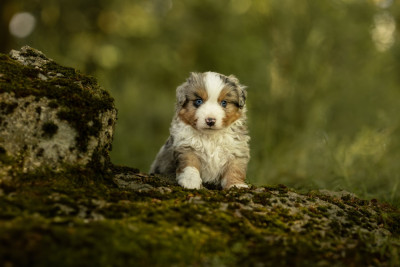 Chiot N°7