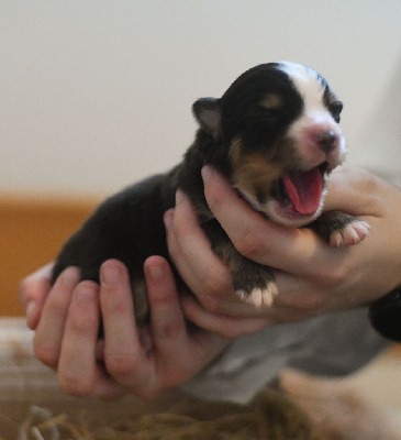 CHIOT 3