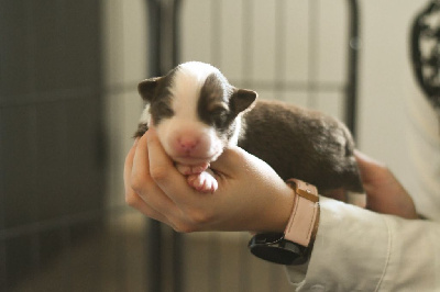 CHIOT 8