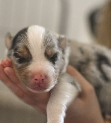 CHIOT 1