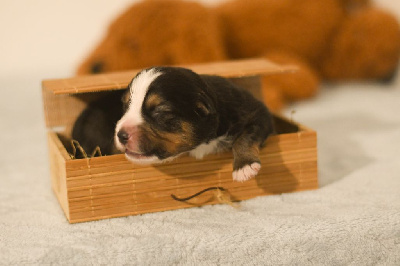 CHIOT 1