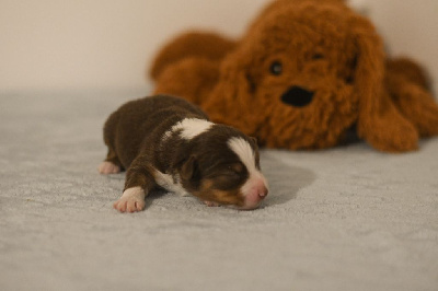 CHIOT 5
