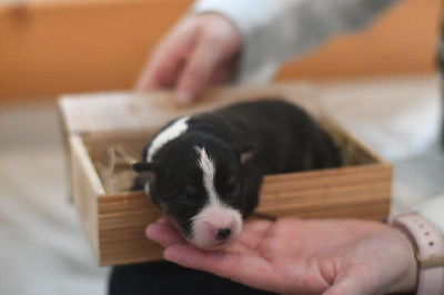 CHIOT 2