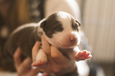 CHIOT 2