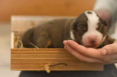 CHIOT 9