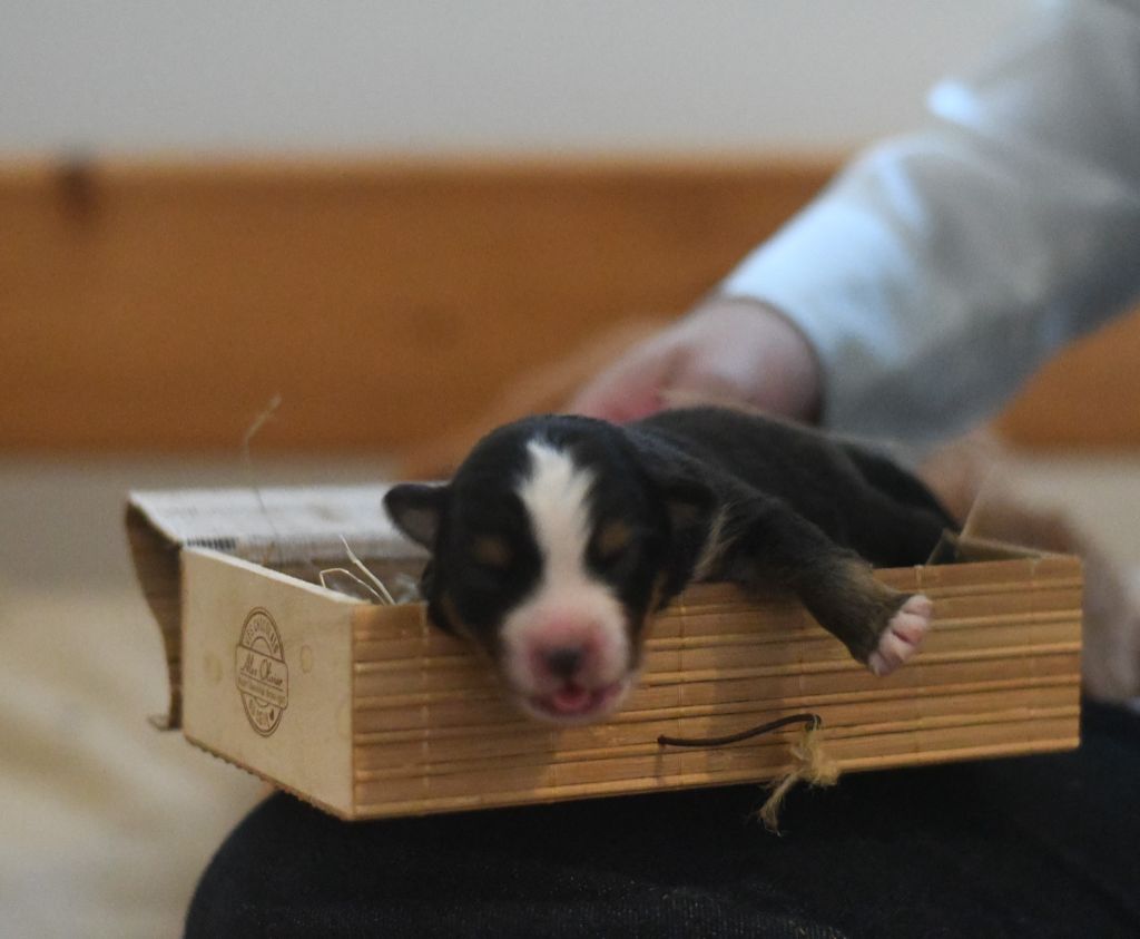 Des Quatre Vents Zen - Chiots disponibles - Berger Américain Miniature 