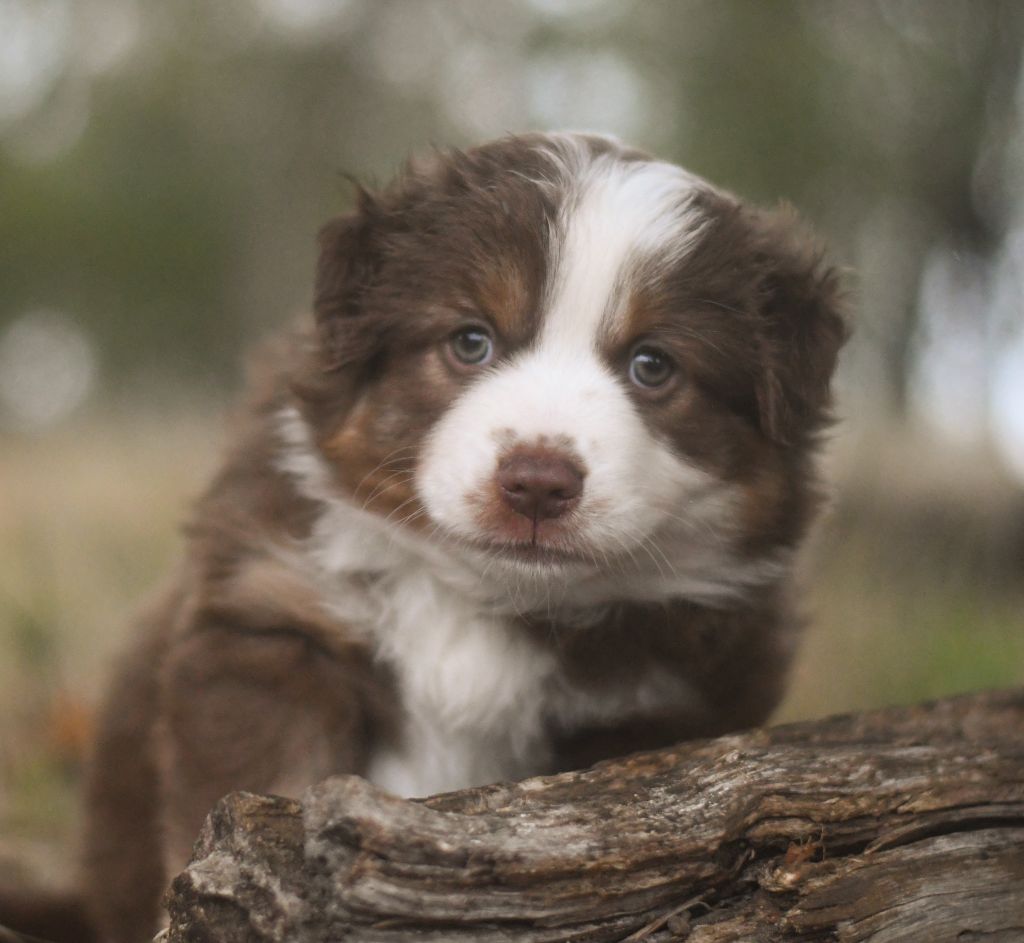 Des Quatre Vents Zen - Chiots disponibles - Berger Américain Miniature 