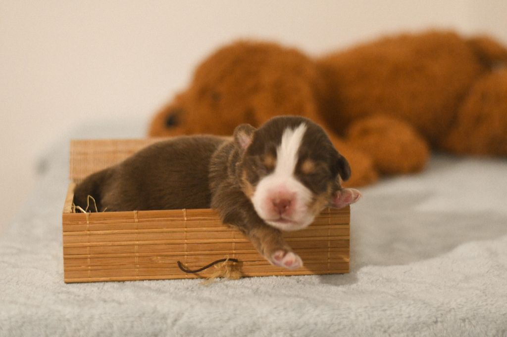 Des Quatre Vents Zen - Chiots disponibles - Berger Américain Miniature 
