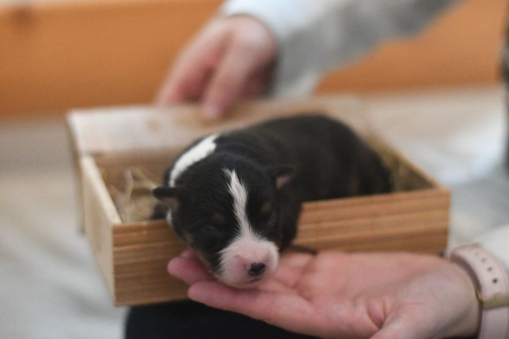 Des Quatre Vents Zen - Chiots disponibles - Berger Américain Miniature 