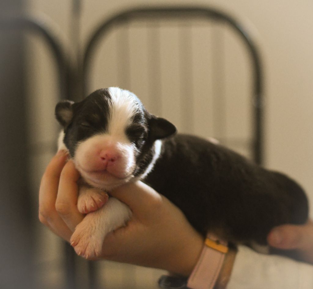 Des Quatre Vents Zen - Chiots disponibles - Berger Australien