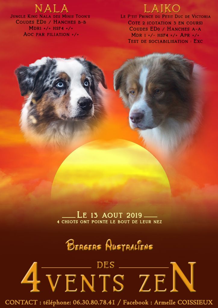 Des Quatre Vents Zen - Berger Australien - Portée née le 13/08/2019