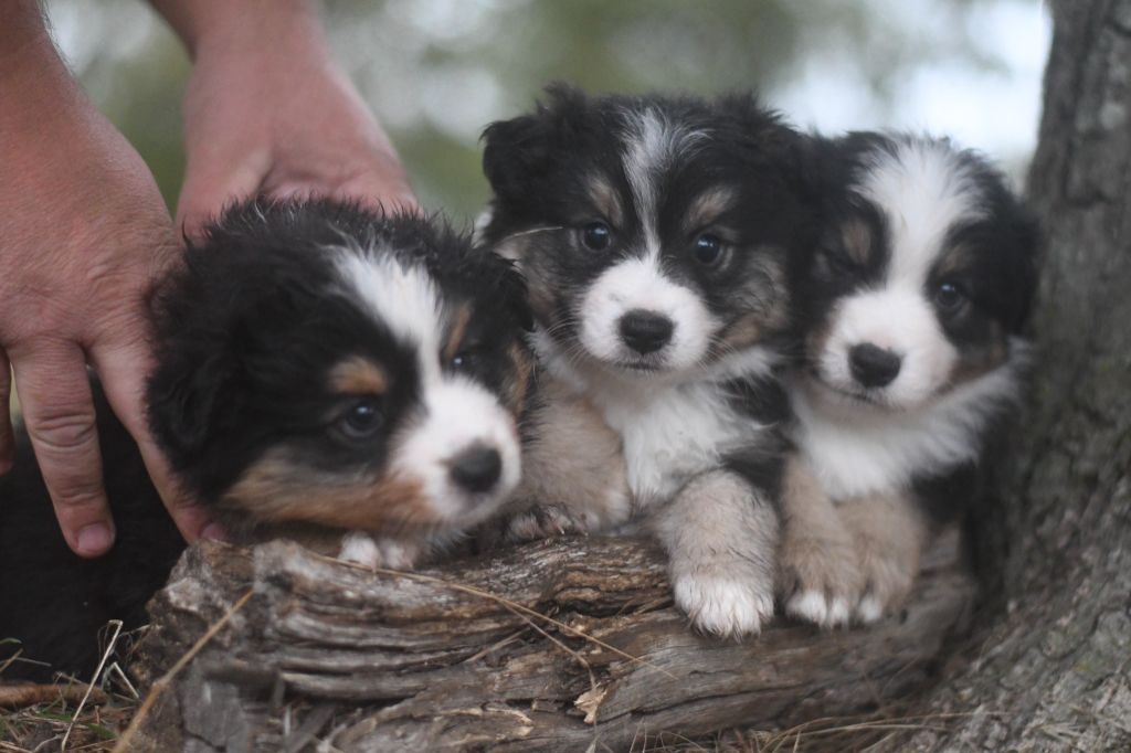 Des Quatre Vents Zen - Chiots disponibles - Berger Américain Miniature 