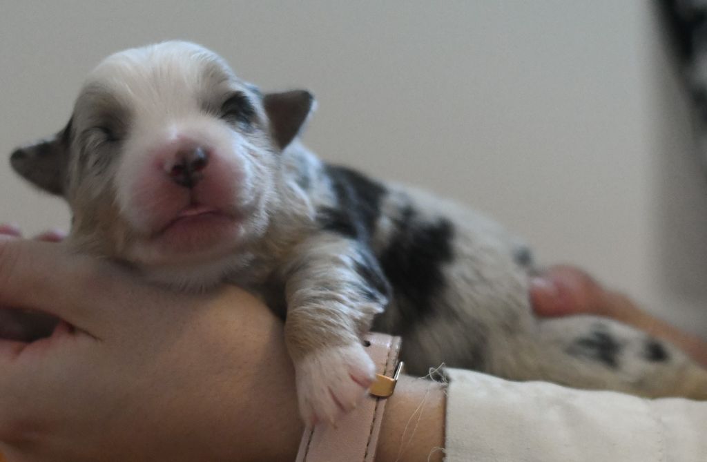 Des Quatre Vents Zen - Chiots disponibles - Berger Américain Miniature 
