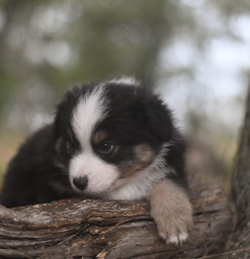 Des Quatre Vents Zen - Chiots disponibles - Berger Américain Miniature 