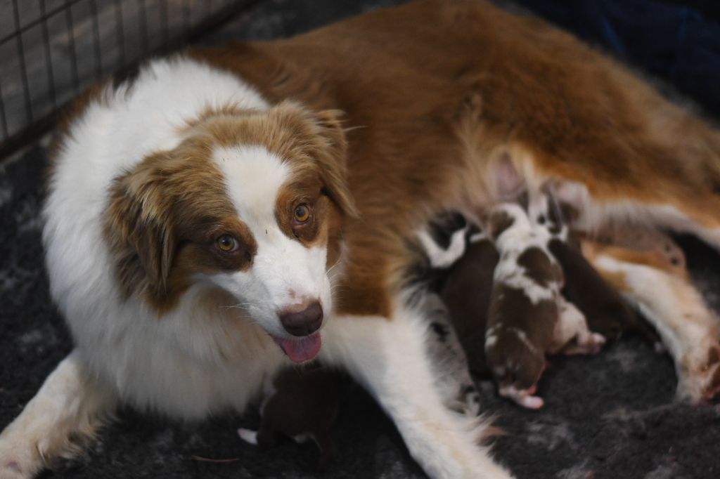 Chiot Berger Australien Des Quatre Vents Zen
