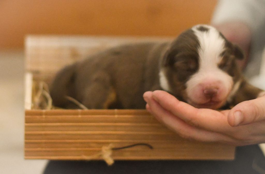 Des Quatre Vents Zen - Chiots disponibles - Berger Américain Miniature 