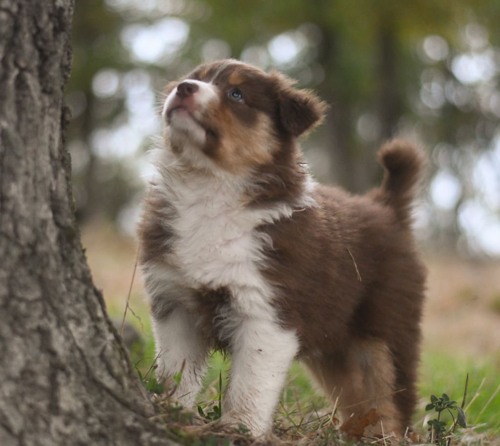 Des Quatre Vents Zen - Chiots disponibles - Berger Australien